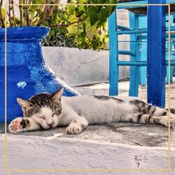 International Cat Day is observed annually on August 8. 🐈

This is a day to celebrate Greece’s favorite pets.

#internationalcatday #pets #chicgreekgifts #wedelivergreece